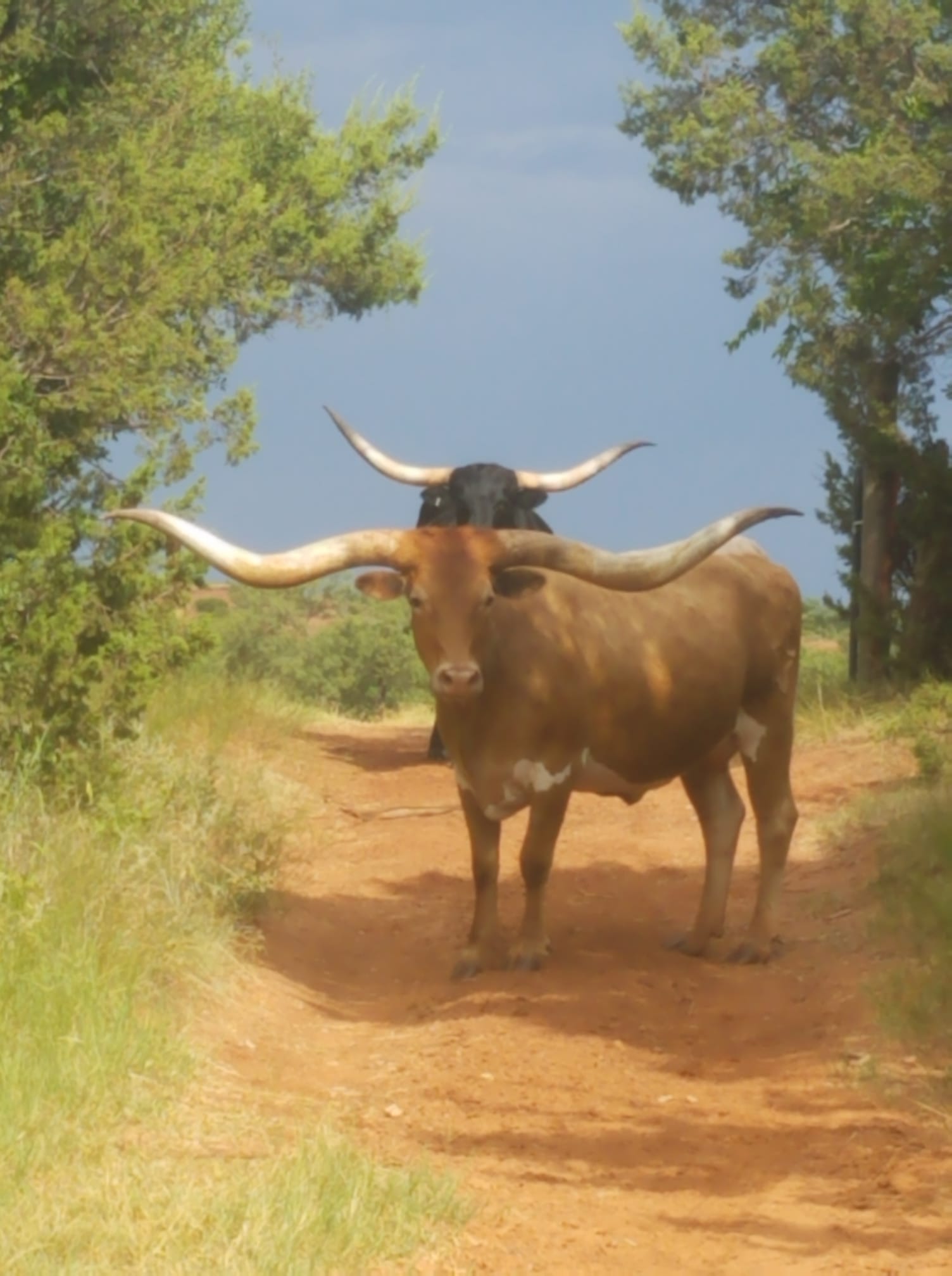 Buffalo Gap Longhorns Photo Gallery